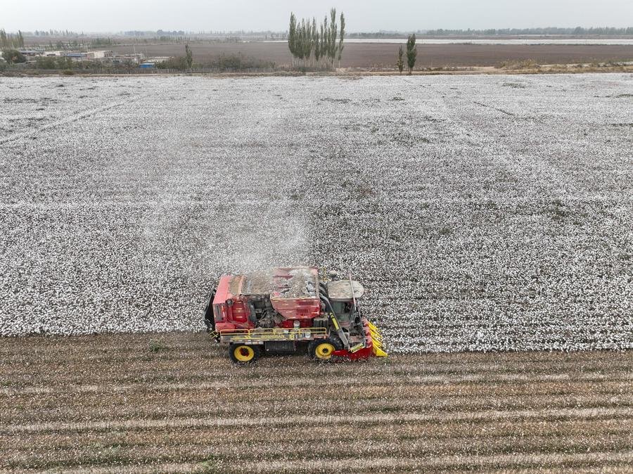 CHINA-XINJIANG-AKSU-COTTON-HARVEST (CN)