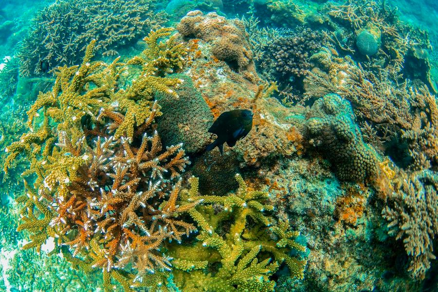 (HainanOutlook) CHINA-HAINAN-MARINE RANCH-CORALS-FISH(CN)