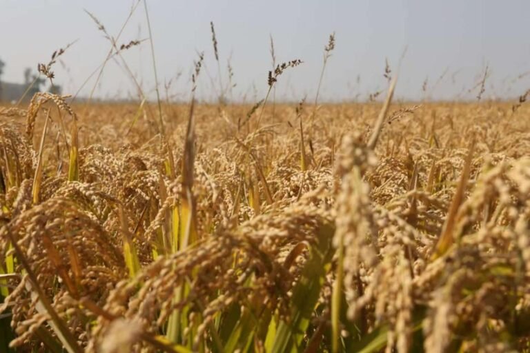 FOREIGN1762146660725AQ837WNN3N