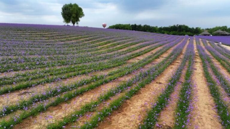(VistaNingxia)CHINA-NINGXIA-YINCHUAN-DESERT-FLOWER FIELD (CN)