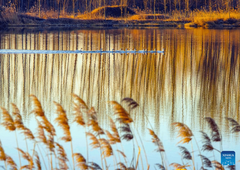 11148619638308758775