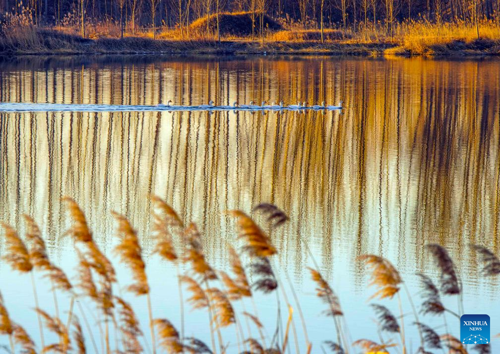 11148619638308758775