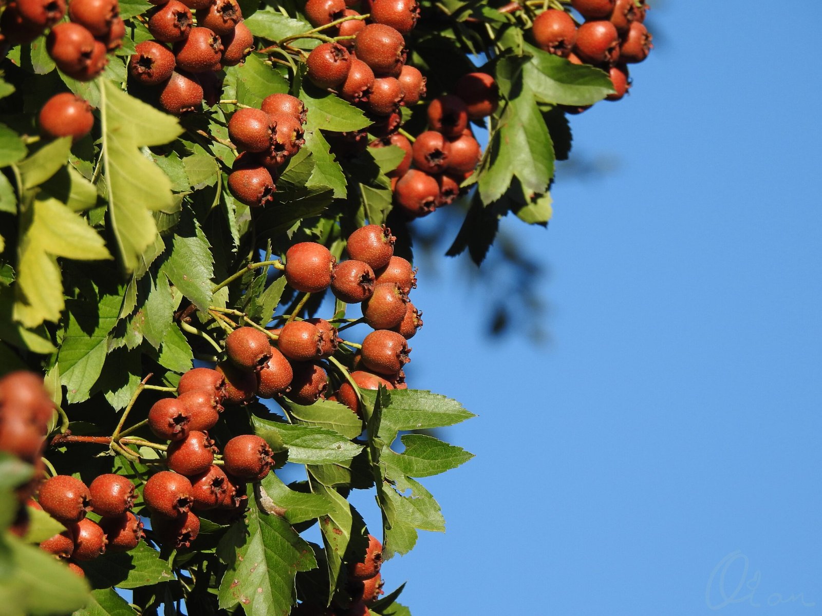 b90e46ea20004d709f7a7096e694e205