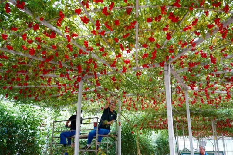 FOREIGN17719129650387JN9TNWZX4