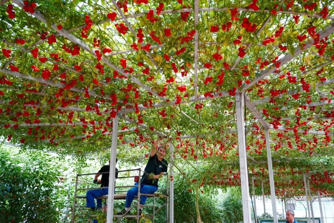 FOREIGN17719129650387JN9TNWZX4