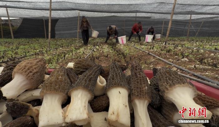 FOREIGN177312375334655SFZY36BT