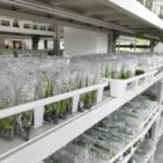 FOREIGN1774933742547D6QENINLJN