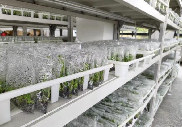 FOREIGN1774933742547D6QENINLJN