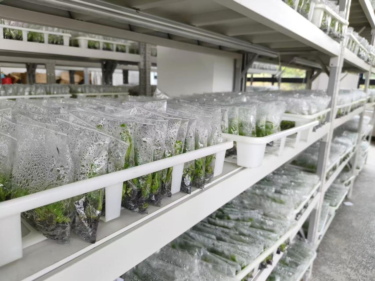 FOREIGN1774933742547D6QENINLJN