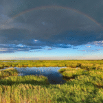 A drone photo taken on July 16, 2026 shows a view of the Fujin National Wetland Park in Fujin City, northeast China's Heilongjiang Province. Thanks to years of ecological restoration, the Fujin National Wetland Park now features a thriving ecosystem and breathtaking natural beauty. (Photo by Qu Yubao/Xinhua)