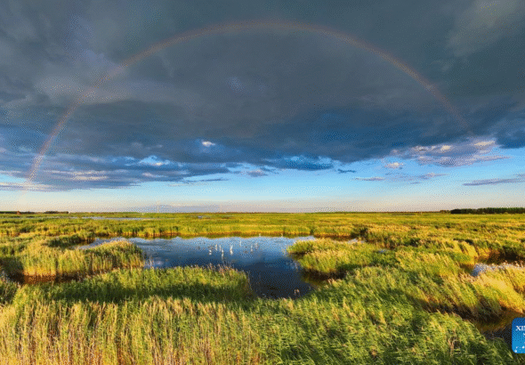A drone photo taken on July 16, 2026 shows a view of the Fujin National Wetland Park in Fujin City, northeast China's Heilongjiang Province. Thanks to years of ecological restoration, the Fujin National Wetland Park now features a thriving ecosystem and breathtaking natural beauty. (Photo by Qu Yubao/Xinhua)