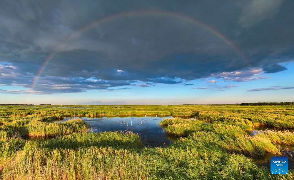 A drone photo taken on July 16, 2026 shows a view of the Fujin National Wetland Park in Fujin City, northeast China's Heilongjiang Province. Thanks to years of ecological restoration, the Fujin National Wetland Park now features a thriving ecosystem and breathtaking natural beauty. (Photo by Qu Yubao/Xinhua)