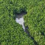 An aerial drone photo taken on July 24, 2026 shows a view of the Shankou Mangrove Nature Reserve in Hepu county of Beihai, south China's Guangxi Zhuang Autonomous Region.  (Xinhua/Cao Yiming)