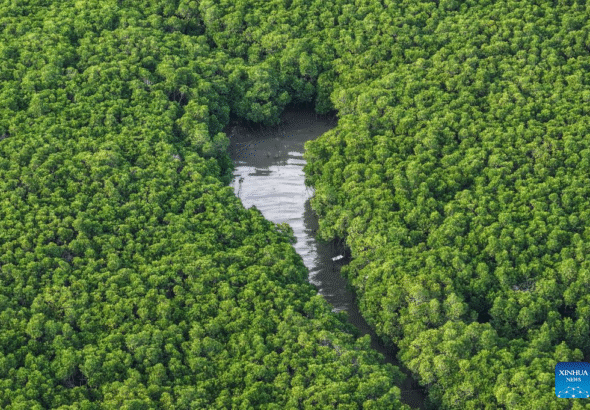 An aerial drone photo taken on July 24, 2026 shows a view of the Shankou Mangrove Nature Reserve in Hepu county of Beihai, south China's Guangxi Zhuang Autonomous Region.  (Xinhua/Cao Yiming)