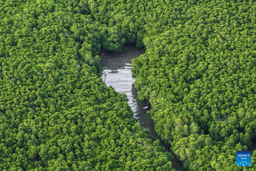 An aerial drone photo taken on July 24, 2026 shows a view of the Shankou Mangrove Nature Reserve in Hepu county of Beihai, south China's Guangxi Zhuang Autonomous Region.  (Xinhua/Cao Yiming)