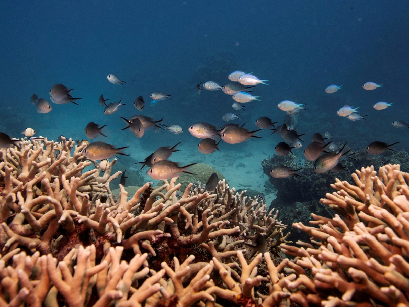 Almost all shallow-water coral reefs now face extinction risk, study warns