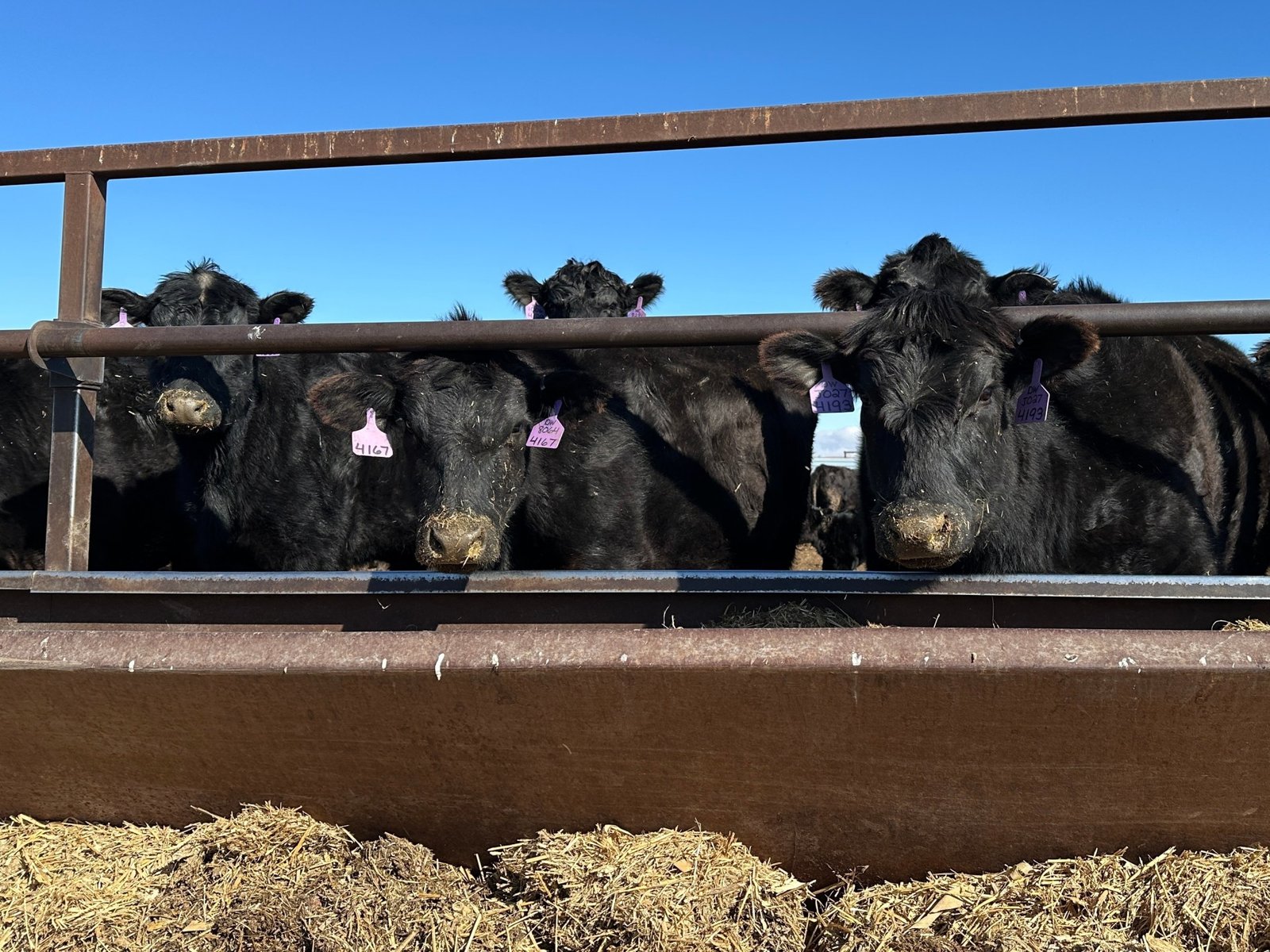 Trump’s tariff pause angers some US ranchers, boosts Brazil beef imports