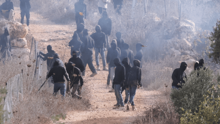 Palestinian olive trees torched as settler pogroms escalate during harvest