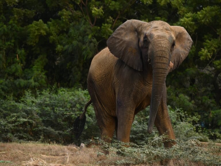 Keeping Madhubala alive: The fight for Karachi’s captive elephants