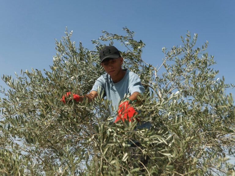 Lebanon’s lost olive season: harvesting olives under drones and warplanes