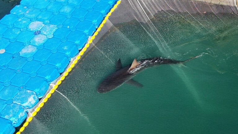 Shark returns to South Korea canal after failed rescue attempt