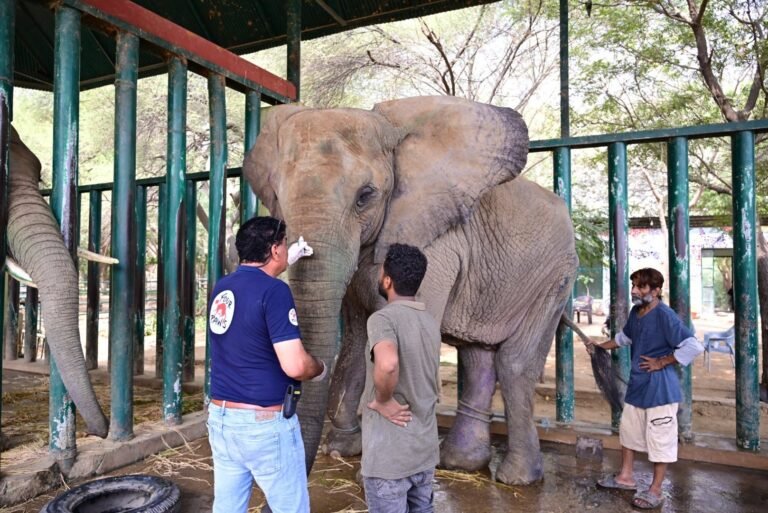 Can Pakistan save the last two of its four captive African elephants?