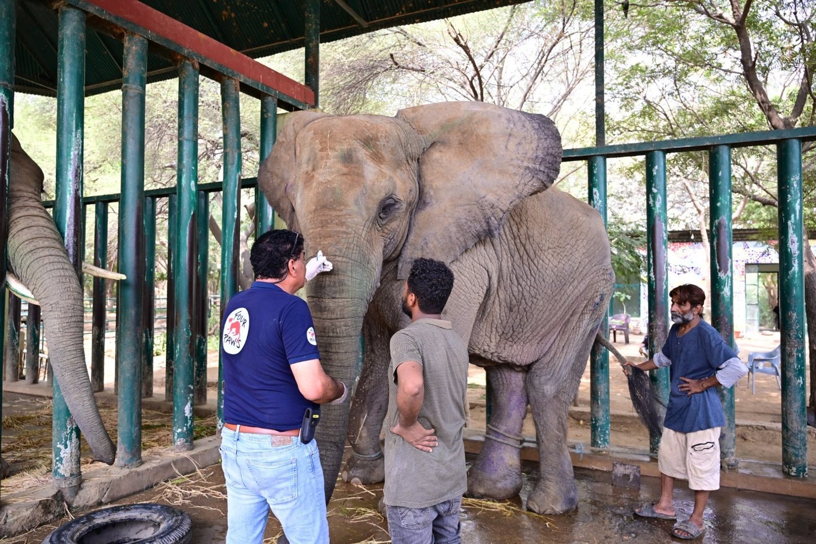 Can Pakistan save the last two of its four captive African elephants?