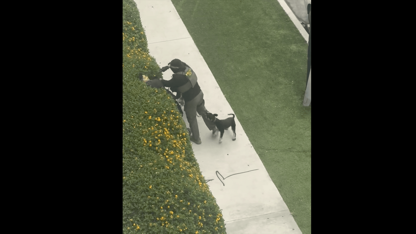 Dog walker threatened with gun during ICE arrest in North Hollywood
